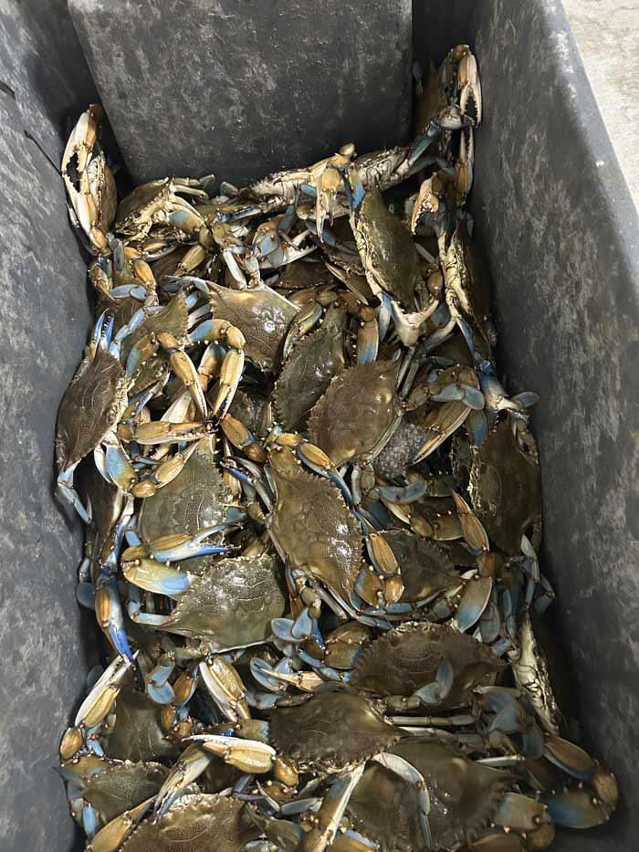 Bluffton Oyster Company - wedding caterer