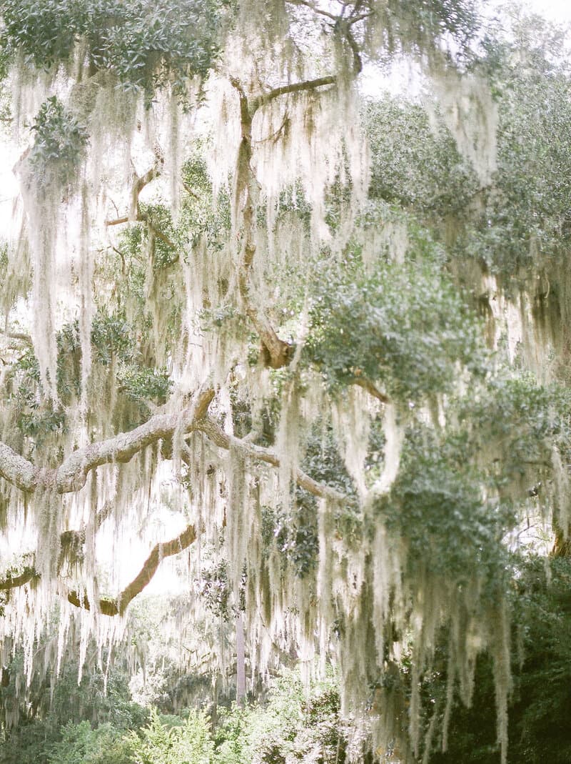 Bride and groom under Spanish moss at a Lowcountry wedding